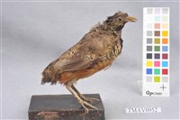 藏品(棕三趾鶉)的圖片